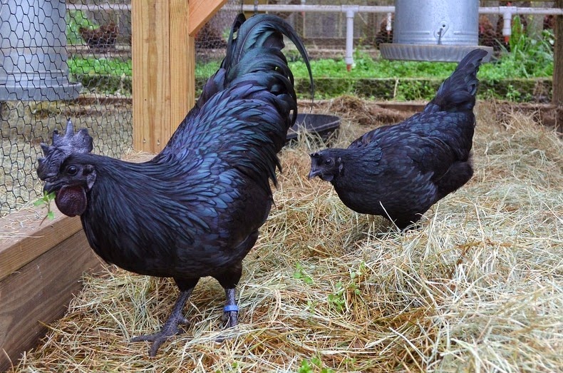 Ayam Cemani Chicken.jpg