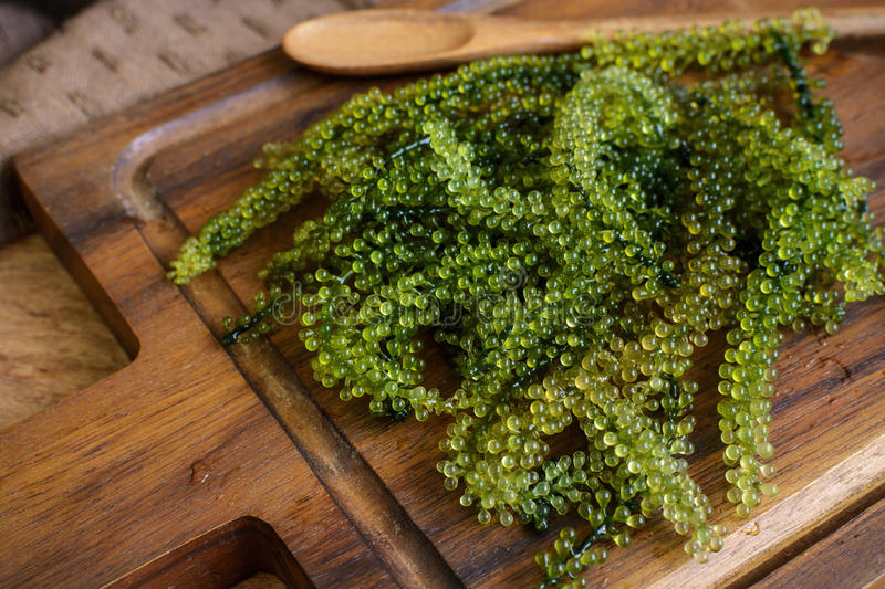 Caulerpa lentillifera