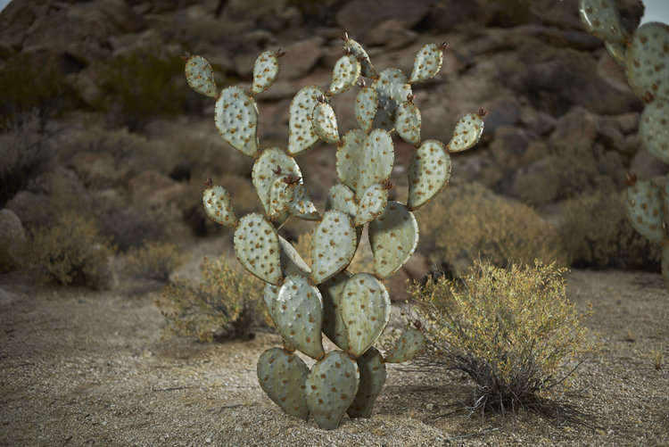 Prickly Pear Cactus