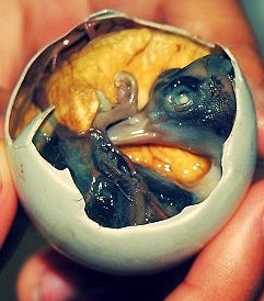 Balut