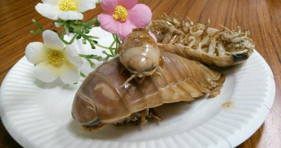 Giant Isopod.jpg