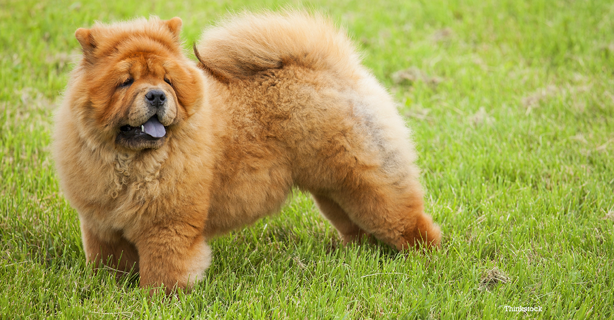 chowchow