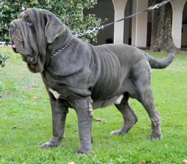 neapolitanmastiff