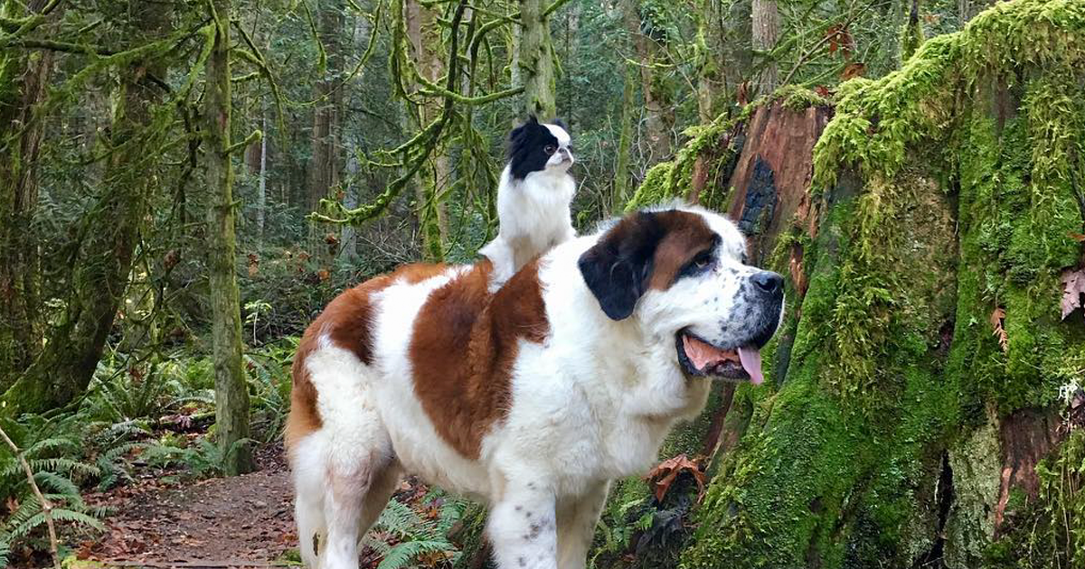 saintbernard