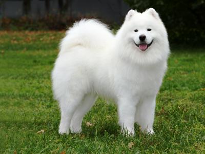 samoyed