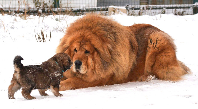 tibetanmastiff