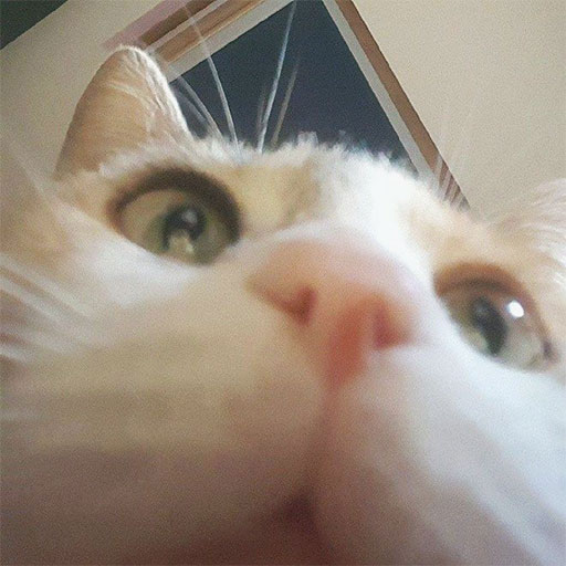 I have this photo of another guys cat as my pfp on discord : r/cats