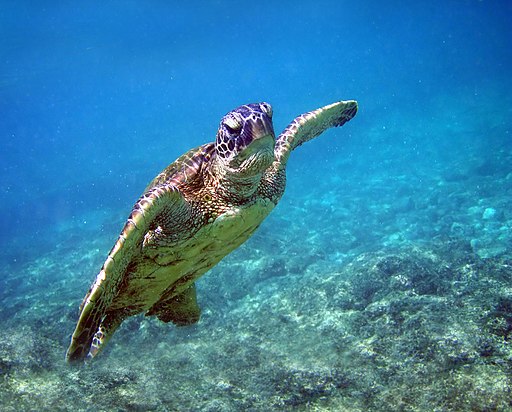 Green turtle, Chelonia mydas in w:Kona District, Hawaii
Brocken Inaglory, CC BY-SA 3.0, via Wikimedia Commons